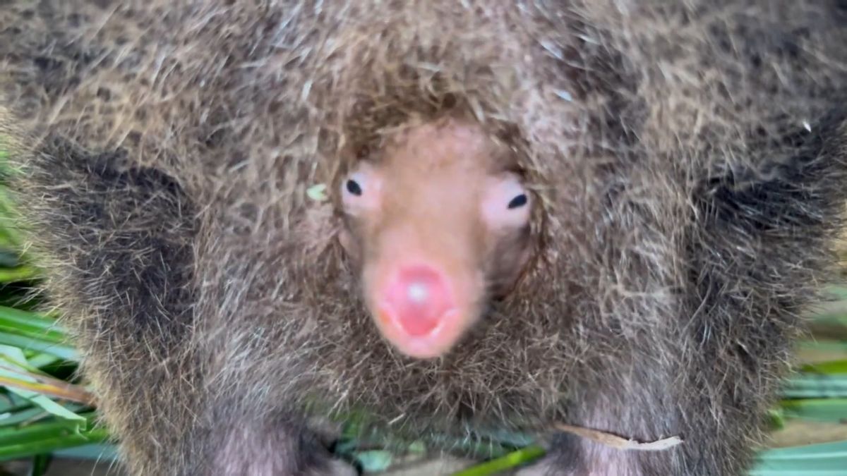 Už vystrkuje růžový čumák a mlaská. V pražské zoo vykukuje jedno z nejočekávanějších mláďat roku