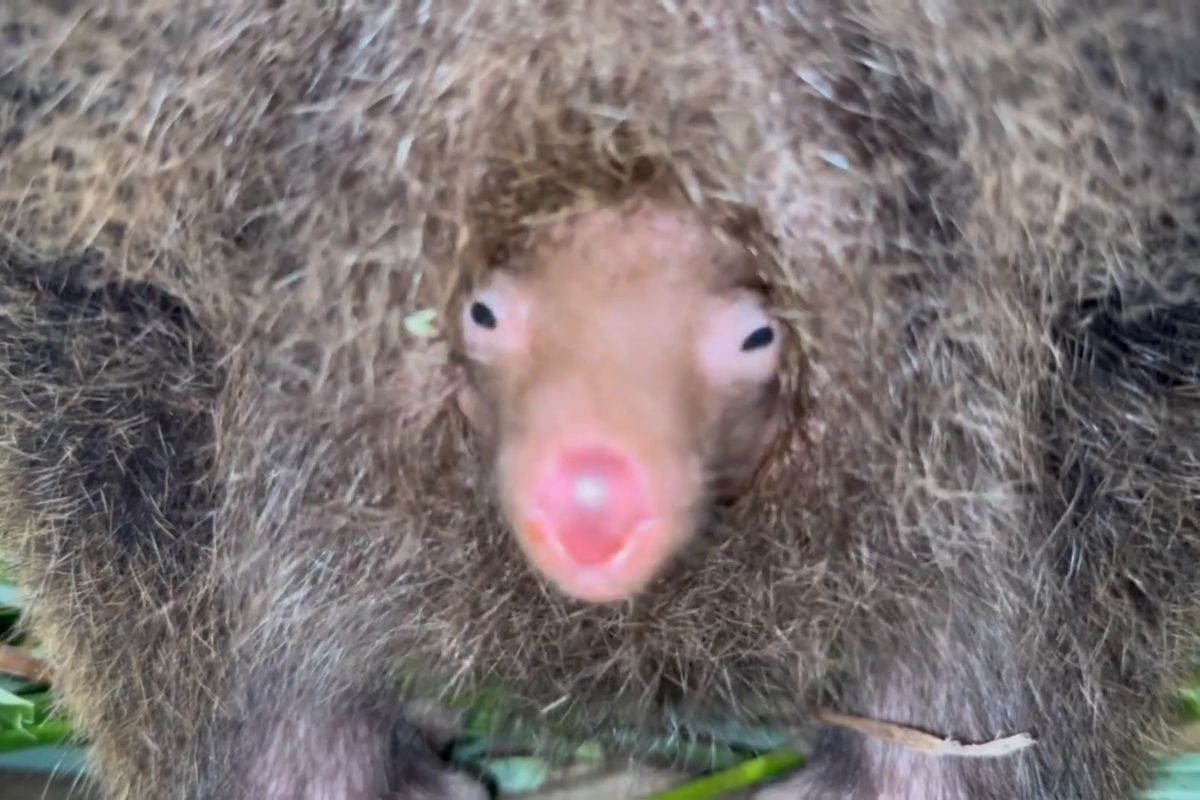 Už vystrkuje růžový čumák a mlaská. V pražské zoo vykukuje jedno z nejočekávanějších mláďat roku