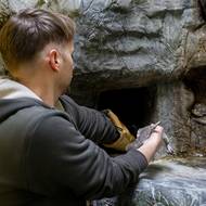 Odchov probíhá přirozeně a po vážení se mládě vrací k rodičům. Na to jsou ale potřeba speciální rukavice. 