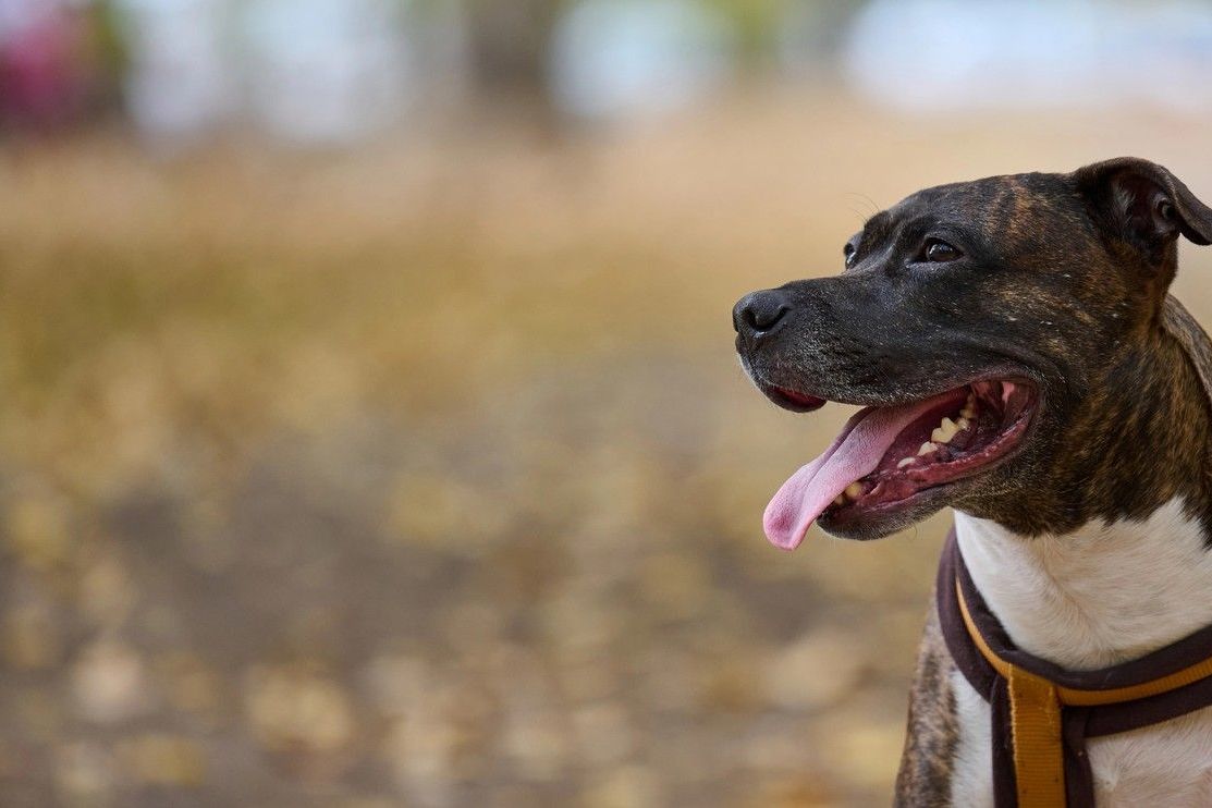 Pitbul na ulici v New Yorku napadl ročního chlapce. Dítě vyvázlo s tržnými ranami na noze