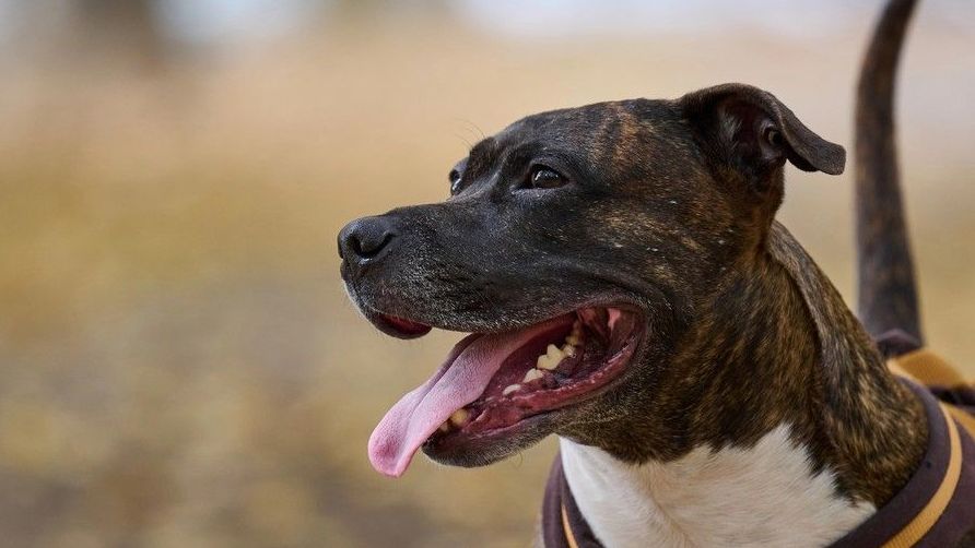 Pitbul na ulici v New Yorku napadl ročního chlapce. Dítě vyvázlo s tržnými ranami na noze
