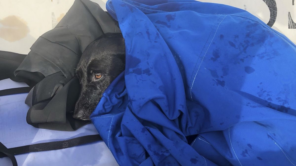 Vlny odnesly fenku daleko na moře, záchrana přišla na poslední chvíli