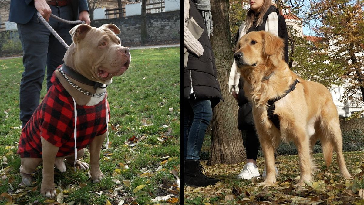 Psi mohou darovat krev stejně jako lidé. Bruce ji dal pětkrát, Chloupek ji potřeboval