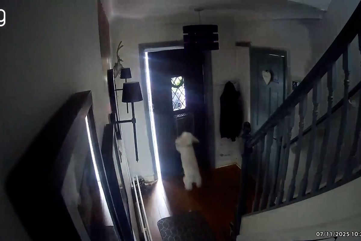 Muž šel před dům nakrmit kocoura, pes mu zabouchl dveře