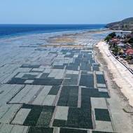 Pěstování mořských řas je na ostrovech Nusa Penida a Nusa Lembongan velmi rozšířené.