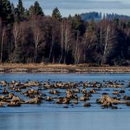 Ryby pařezy ochrání i před rybáři. Ti zde návnadu dozajista utrhnou.