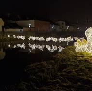 Řeku Jihlavu u Podklášterského mostu obsadily labutě, připluli i kapříci.