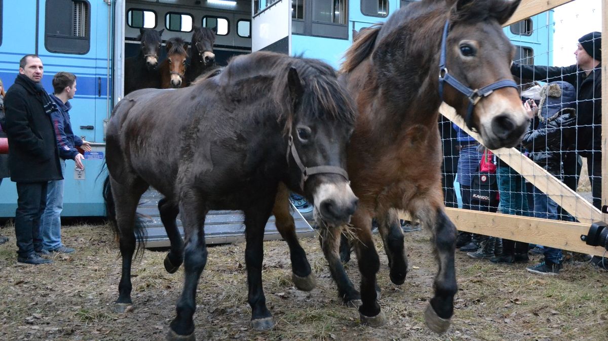 Schopnost člověka ničit přírodu je někdy mimořádná. Pomáhají jí oživená vyhubená zvířata