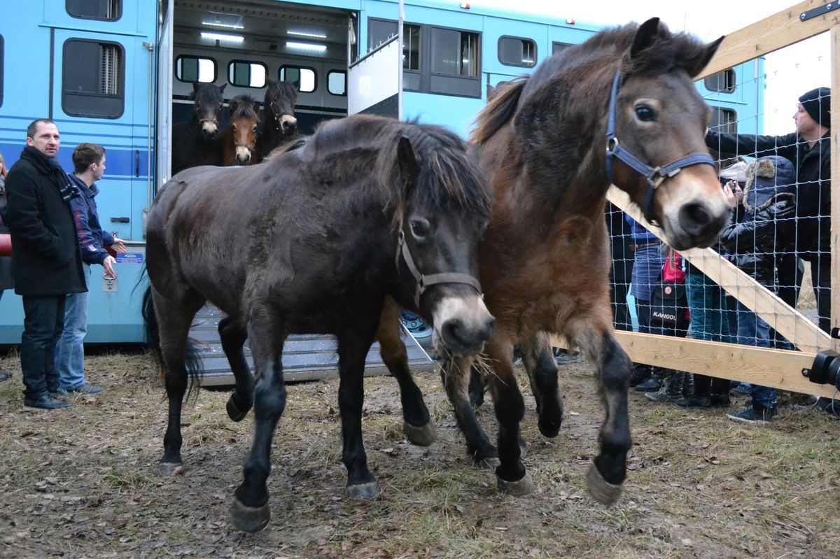 Schopnost člověka ničit přírodu je někdy mimořádná. Pomáhají jí oživená vyhubená zvířata