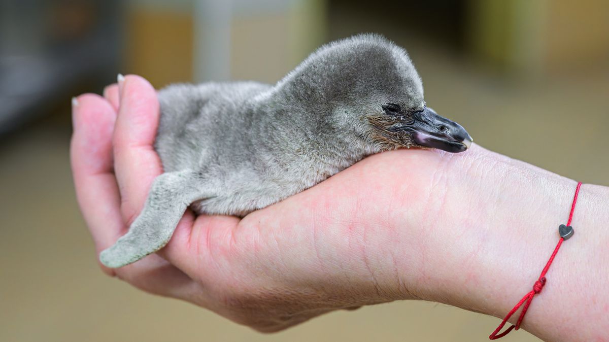 Novoroční ohňostroj nahrazují v Praze jednorázové slevy na památky a do zoo