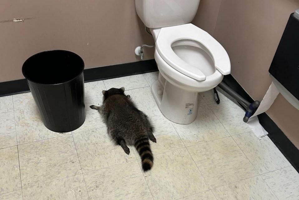 Do prodejny alkoholu se vloupal mýval, zmožený whisky usnul na toaletě