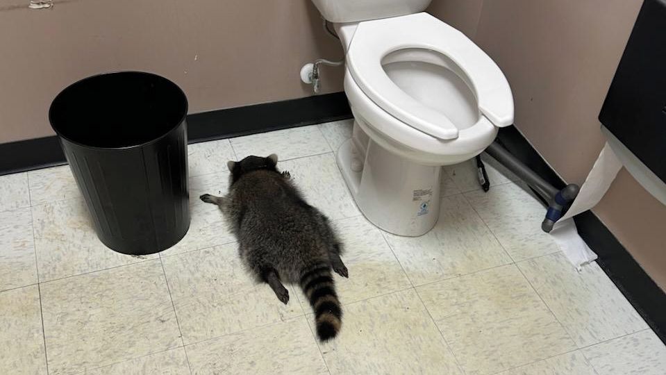 Do prodejny alkoholu se vloupal mýval, zmožený whisky usnul na toaletě