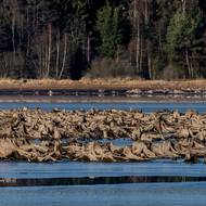 Rakovská zátoka zasahuje za vysokého stavu hladiny až na území Rakouska.
