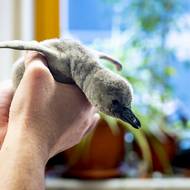 Mládě se má čile k světu. Jeho pohlaví ale zatím není jasné, to určí až analýza DNA. 