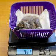 Až dospěje, bude mít mladý tučňák Humboldtův přes čtyři kila. Chovatelé ho začnou krmit až za několik měsíců, teď přijímá potravu natrávenou od rodičů. 