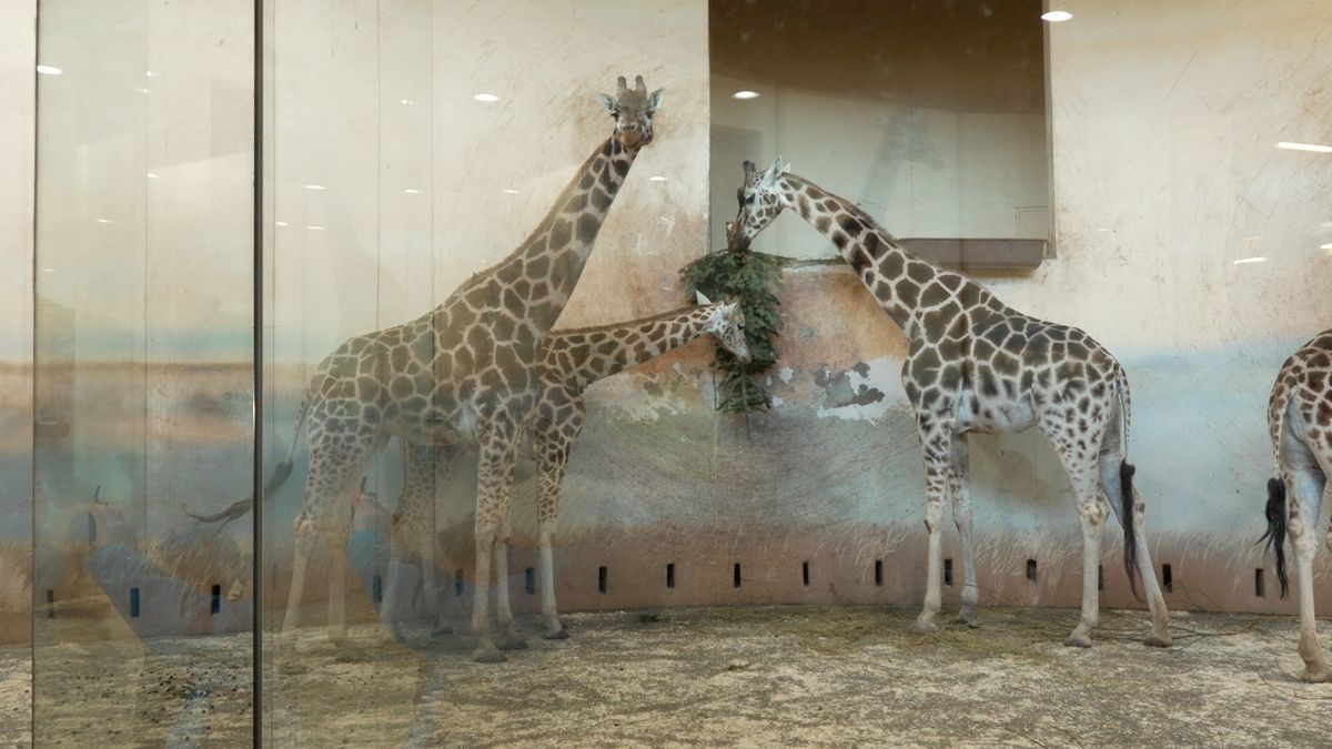 V pražské zoo krmí zvířata neprodanými stromečky, slouží jako potrava i hračka