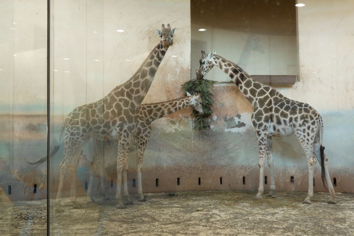 V pražské zoo krmí zvířata neprodanými stromečky, slouží jako potrava i hračka