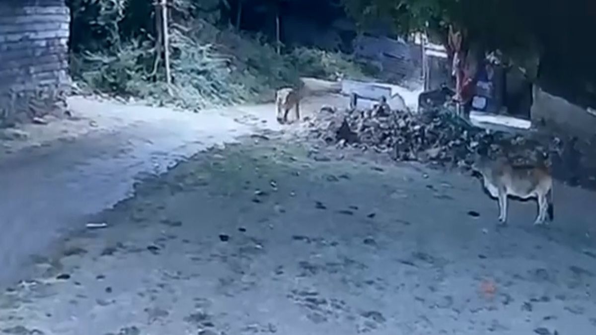 Tele se nedalo a zahnalo lvici na útěk