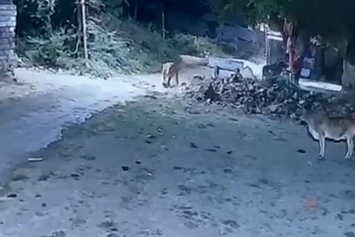 Tele se nedalo a zahnalo lvici na útěk