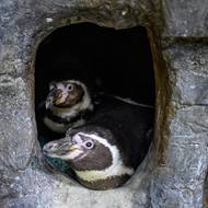 Máma Sněhurka (dole) a otec Kulička se starají vzorně. Jsou to zkušení rodiče, monogamie je u tučňáků Humboldtových běžná. 