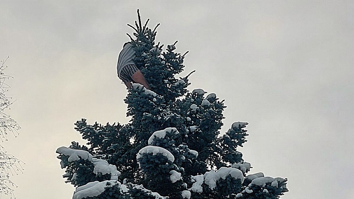 Zdrogovaný muž v Jihlavě vyšplhal na vršek smrku, ve spodním prádle tam vydržel do rána