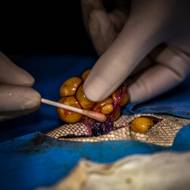 Člověk a životní prostředí: Denisa Zbranková Albaniová. V detailu