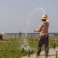 Farmáři na pobřeží ostrova Nusa Lembongan pěstují mořské řasy.