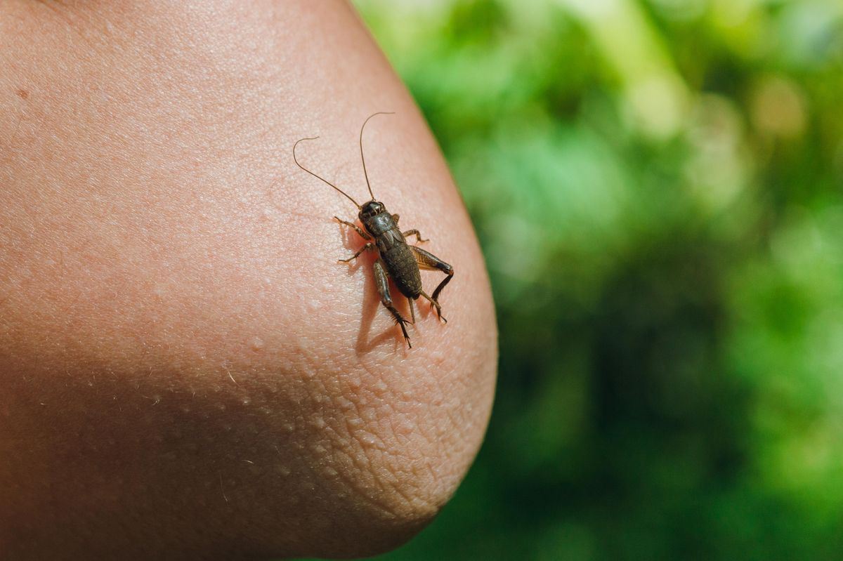 Někdo mi stále zvoní na zvonek, volala žena z Paskova. Policisté tam našli škvora