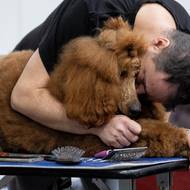 Pes, přítel člověka.