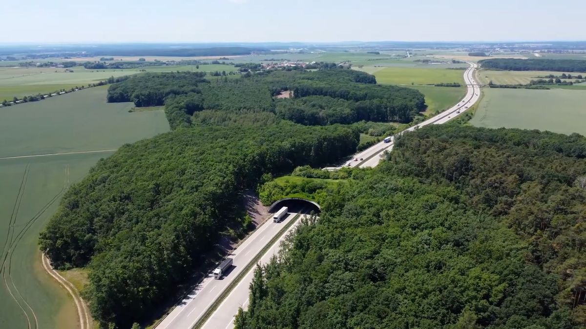 Cesta pro losy či medvědy u Jablunkova stále není. Stát ji slíbil už před 19 lety