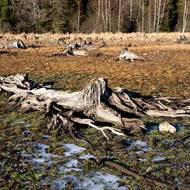 Pařezy skryté těsně pod hladinou představují značné nebezpečí i pro motorové čluny a plachetnice, které zde mohou poškodit kýl nebo motor.
