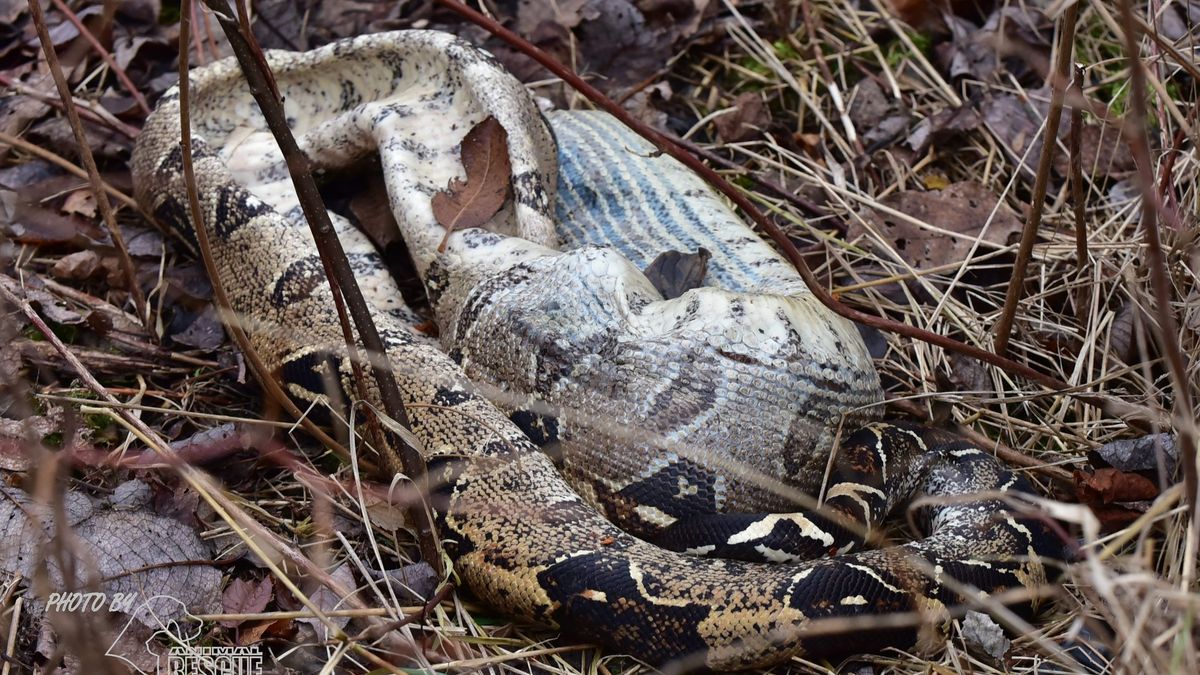 V křoví u cesty na Českobudějovicku ležel přes dva metry dlouhý hroznýš