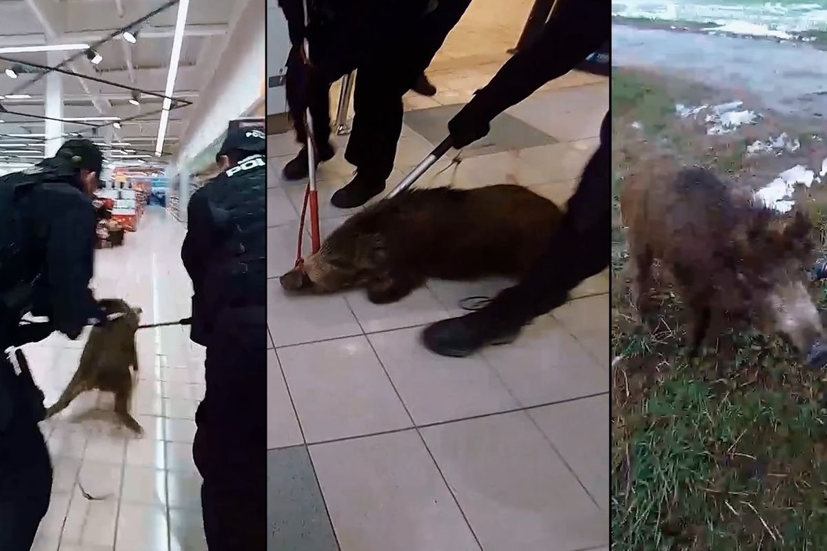 Divočák pobíhal po plzeňském obchoďáku, dostat ho ven byla fuška. Strážníci zveřejnili video