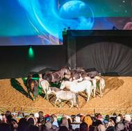 Michal Bednář pracuje se stádem svých koní ve volnosti.