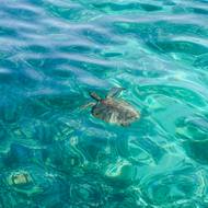 Při troše štěstí spatříte u ostrovů karety.