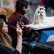 Vystavované psy posuzují čeští i zahraniční rozhodčí.