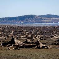 Za normálního stavu hladiny pařezy představují úkryt pro různé druhy ryb.