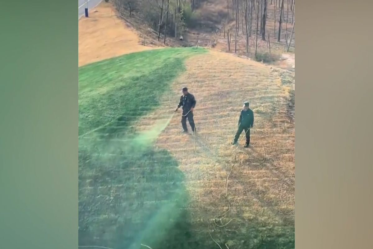 V Číně nabarvili trávník nazeleno. Byly to živiny, vysvětlila radnice