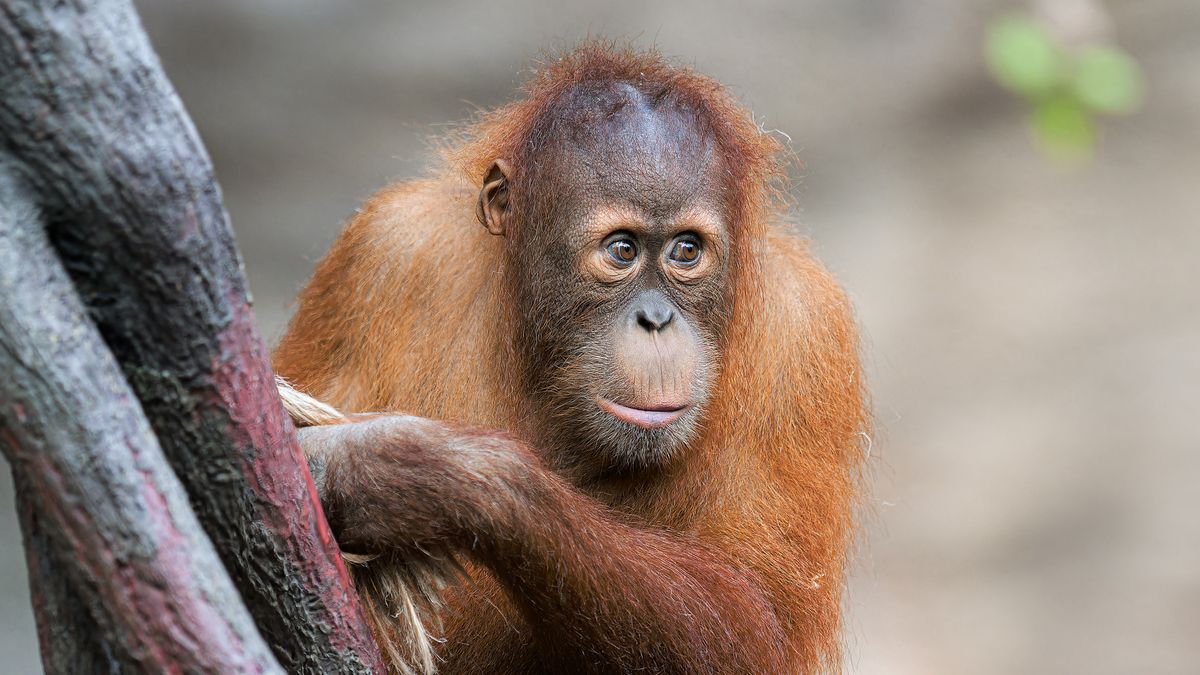 Neštěstí v pražské zoo. Mladý orangutan Kawi spadl z lana a utopil se