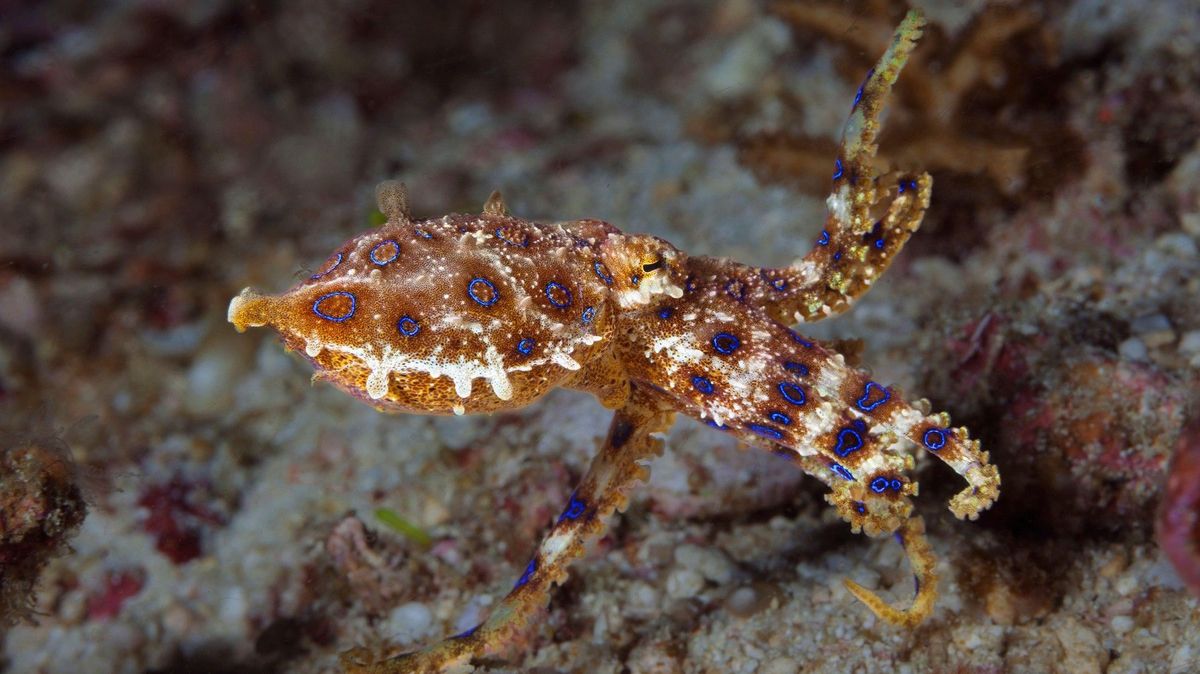 Štěstí, že jste přežil. Muže na sítích zpražili za video, kde si hraje s extrémně nebezpečnou chobotničkou