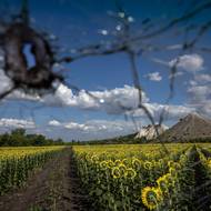 Slunečnice, výsypky a prostřelená okna – léto na Donbase.  25. července 2025.