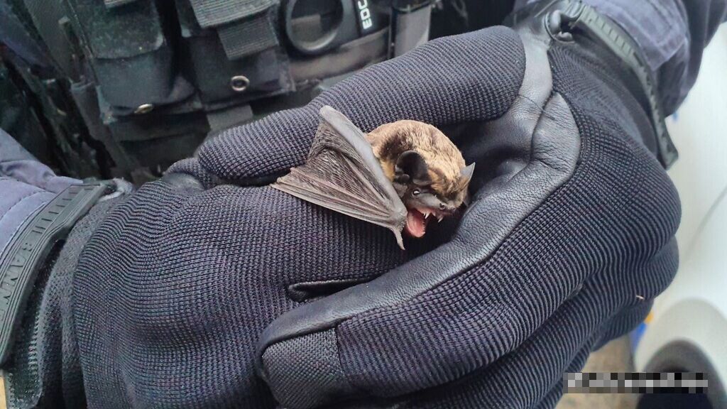 Netopýr se v kladenské nemocnici zatoulal ke vzorkům krve. Chytat jej museli strážníci