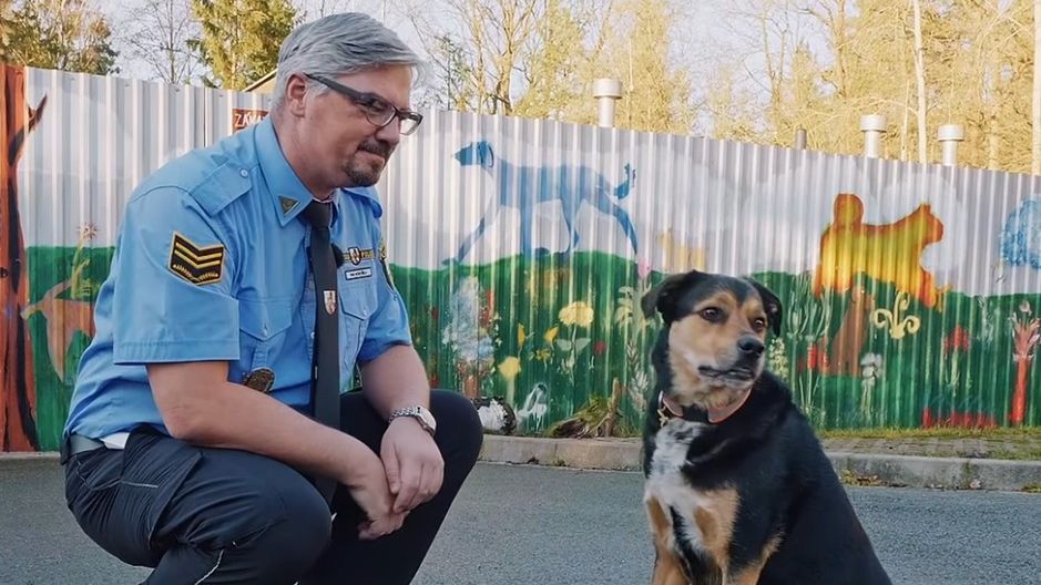 Chtějí pod stromeček štěně nebo kotě. Do plzeňského útulku volají desítky lidí denně