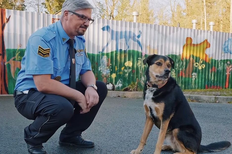 Chtějí pod stromeček štěně nebo kotě. Do plzeňského útulku volají desítky lidí denně 