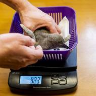 Mládě tučňáka Humboldtova se narodilo 14. prosince. Při vylíhnutí vážilo 78 gramů, teď je skoro šestkrát těžší. I tak je potřeba citlivá váha. 