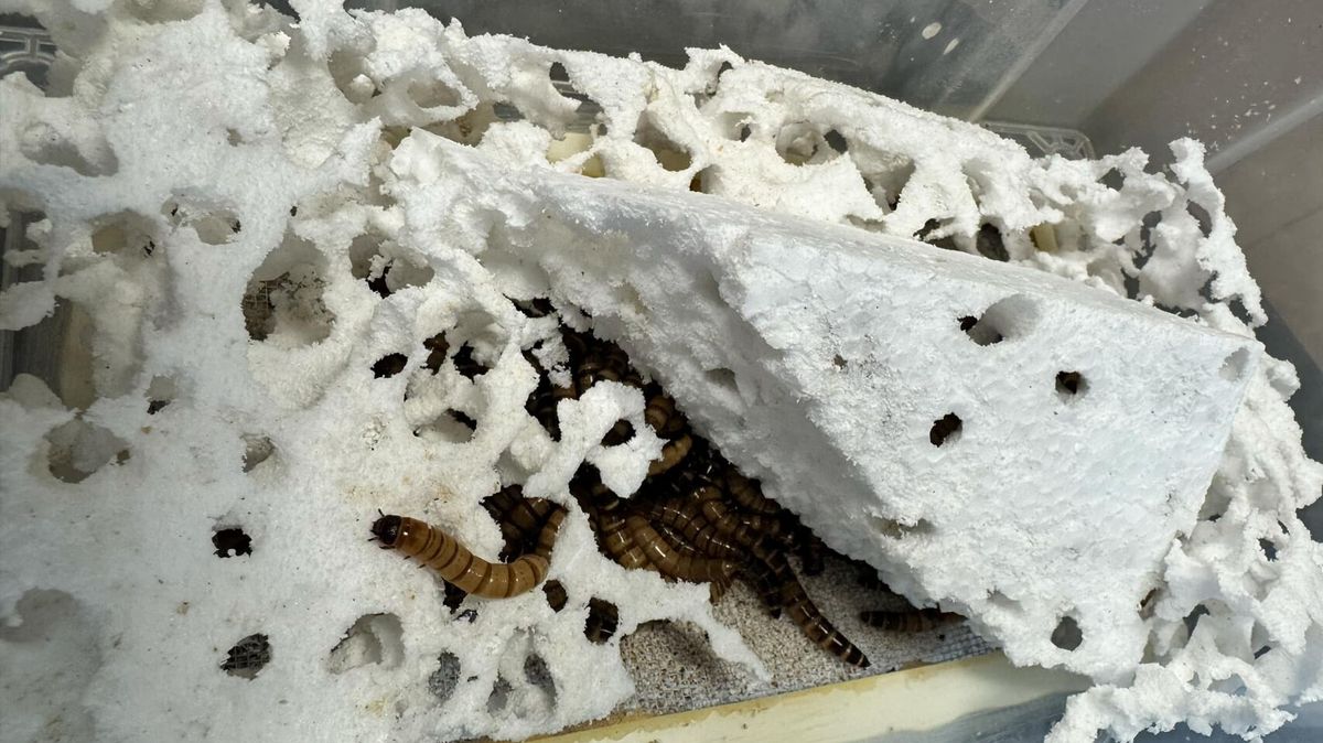 A co kdyby všechny vyhozené plasty sežrali superčervi? Vědci pracují i s touto variantou