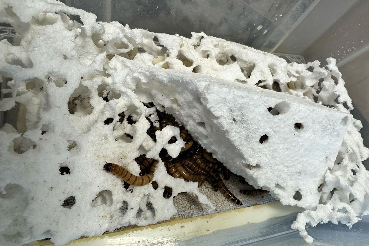 A co kdyby všechny vyhozené plasty sežrali superčervi? Vědci pracují i s touto variantou