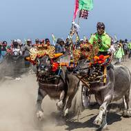 Tradiční závod s vodními buvoly v regenství Jembrana na západě Bali.