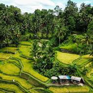 Tradiční terasovitá rýžová pole na Bali jsou důkazem toho, jak citlivě a promyšleně dokážou místní farmáři využívat zdejší krajinu.