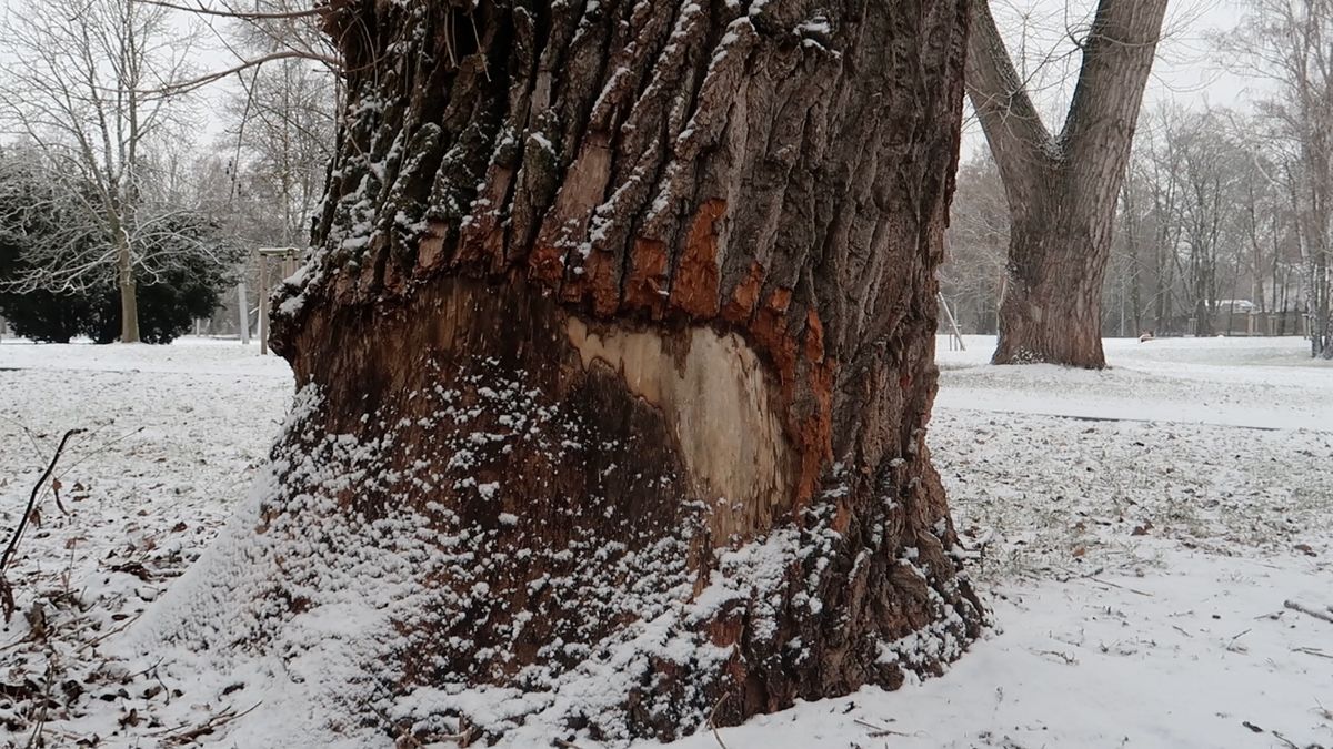 Dřevorubcům přibývá práce v plzeňských parcích, mohou za to i bobři